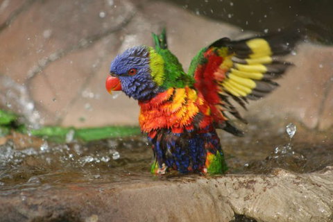 Lone Pine Koala Sanctuary - eAccommodation 5