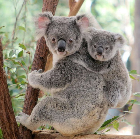 Lone Pine Koala Sanctuary - eAccommodation 6