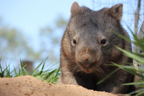 Lone Pine Koala Sanctuary - eAccommodation 7