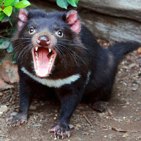 Lone Pine Koala Sanctuary - eAccommodation 8