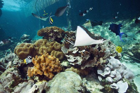Reef HQ Great Barrier Reef Aquarium - eAccommodation 3