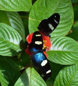 Butterfly Farm - eAccommodation 4