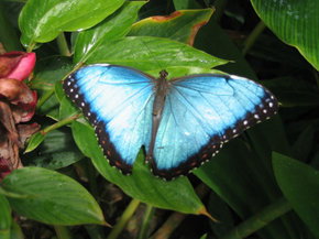 Butterfly Farm - eAccommodation 5