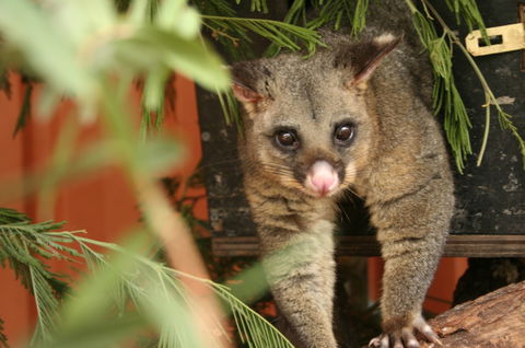 Potoroo Palace - eAccommodation 3