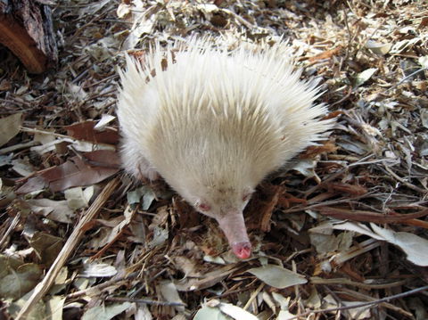 Potoroo Palace - eAccommodation 4