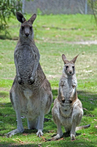 Potoroo Palace - eAccommodation 5