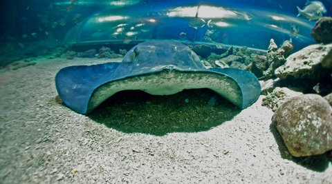Manly SEA LIFE Sanctuary - eAccommodation 3