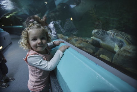 Manly SEA LIFE Sanctuary - eAccommodation 4