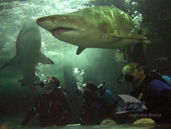 Manly SEA LIFE Sanctuary - eAccommodation 5