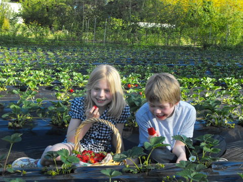 Blue Hills Berries & Cherries - eAccommodation 0