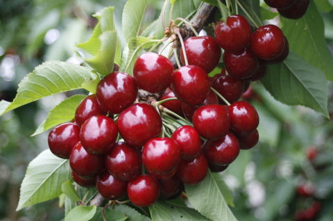 Blue Hills Berries & Cherries - eAccommodation 2