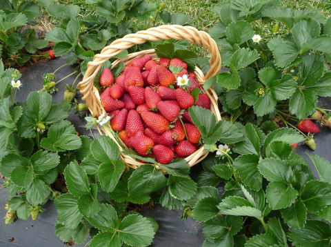 Blue Hills Berries & Cherries - eAccommodation 3