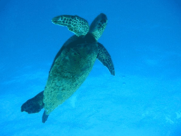 Big Cat Reality - eAccommodation 0