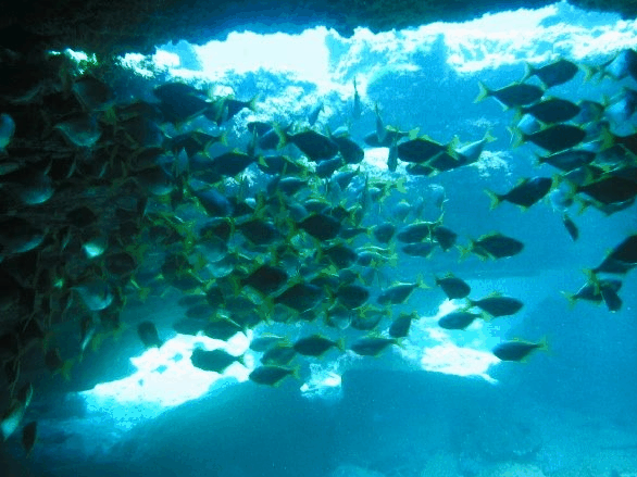 Big Cat Reality - eAccommodation 3