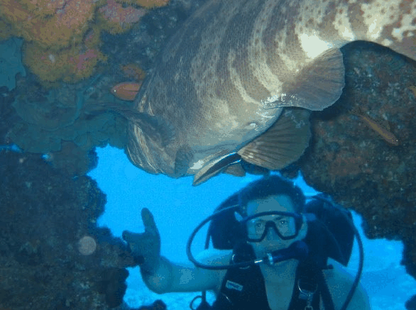 Big Cat Reality - eAccommodation 4