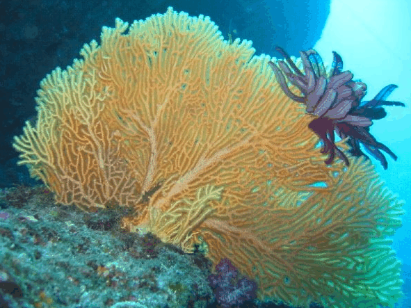 Big Cat Reality - eAccommodation 5