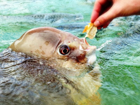 Aquascene Fish Feeding Sanctuary - eAccommodation 1