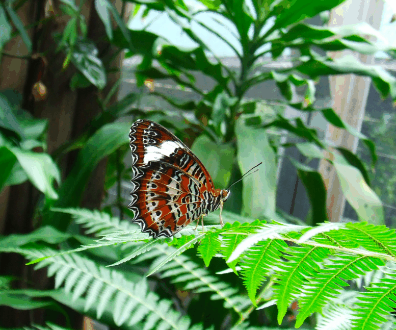 Australian Butterfly Sanctuary - eAccommodation 1