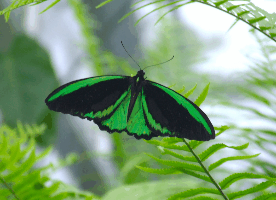 Australian Butterfly Sanctuary - eAccommodation 2