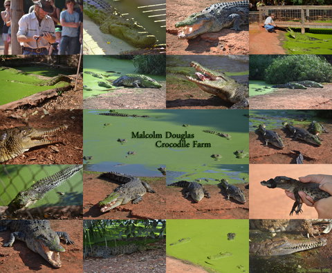 The Malcolm Douglas Crocodile Park - eAccommodation 0