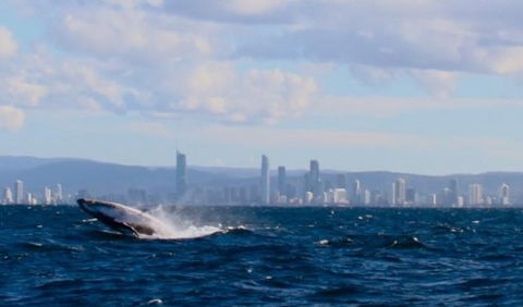 Australian Whale Watching - eAccommodation 1
