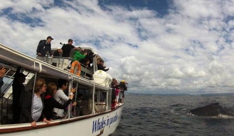 Australian Whale Watching - eAccommodation 2