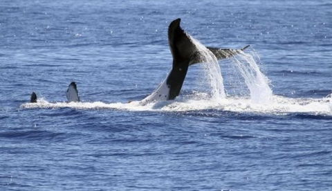 Australian Whale Watching - eAccommodation 3
