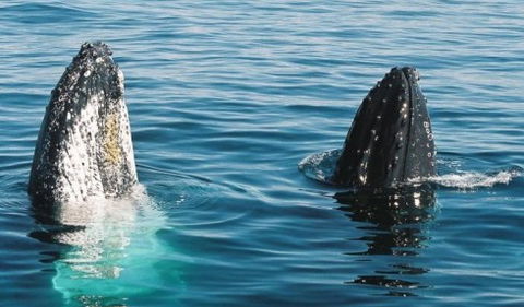 Australian Whale Watching - eAccommodation 4