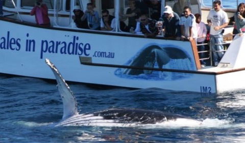Australian Whale Watching - eAccommodation 5