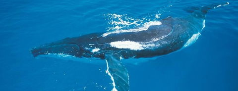 Australian Whale Watching - eAccommodation 6