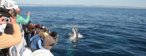 Australian Whale Watching - eAccommodation 7