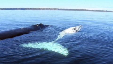 Australian Whale Watching - eAccommodation 9