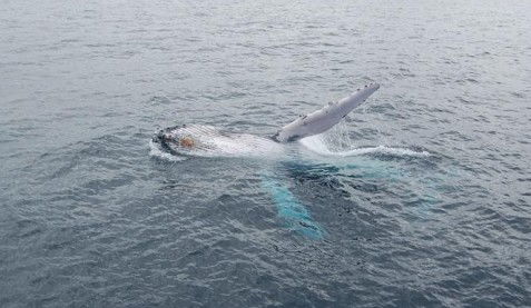 Australian Whale Watching - eAccommodation 10