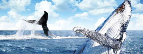 Australian Whale Watching - eAccommodation 11