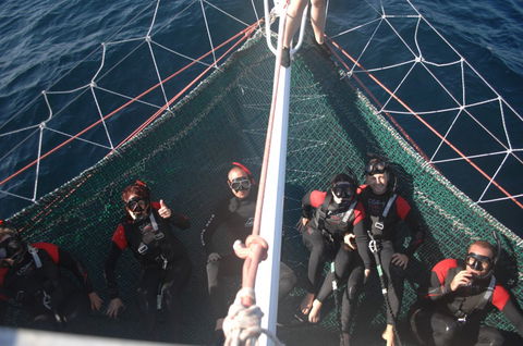 Dolphin Swim Australia - eAccommodation 4