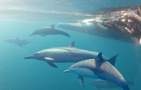 Dolphin Swim Australia - eAccommodation 5