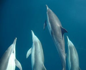 Dolphin Swim Australia - eAccommodation 6