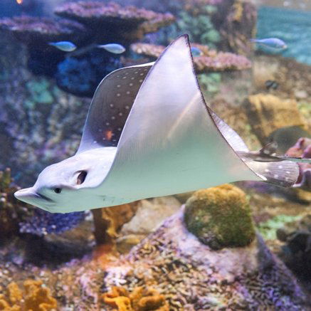 Melbourne Aquarium - eAccommodation 4