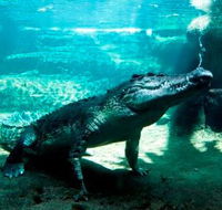 WILD LIFE Sydney Zoo - eAccommodation