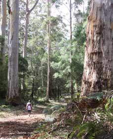 Warren River Loop Walk - eAccommodation 0