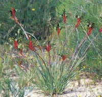 Kalbarri Wildflower Centre - eAccommodation