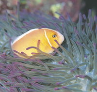 Rowley Shoals - eAccommodation