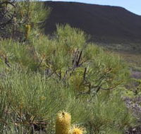 Lesueur Walk Trail Mount Lesueur - eAccommodation