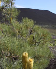 Lesueur Walk Trail, Mount Lesueur - eAccommodation 0