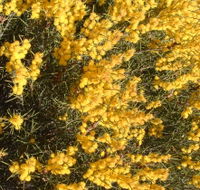 Dalwallinu Remnant Bushland - eAccommodation