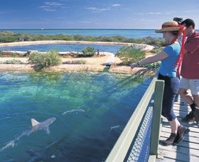 Shark Bay Marine Park - eAccommodation 0