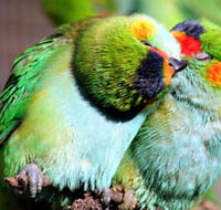 Rainbow Jungle - The Australian Parrot Breeding Centre - eAccommodation
