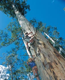 Dave Evans Bicentennial Tree - eAccommodation 0
