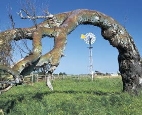 Greenough Leaning Trees - eAccommodation 0