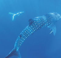 Ningaloo Marine Park - eAccommodation